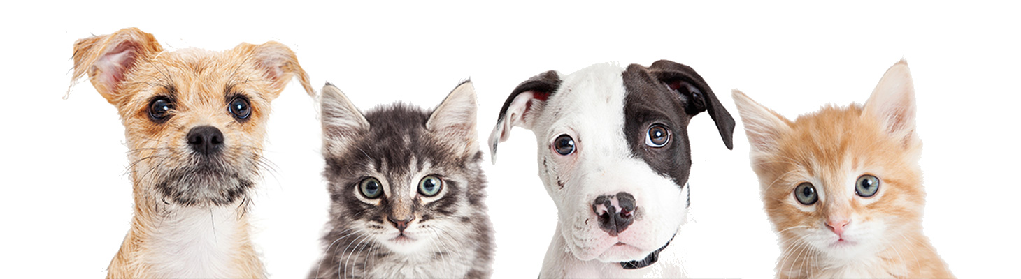 pet_banner Custom Pet Essentials Wallaby Prints